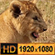 Wild Lion Cubs - VideoHive Item for Sale