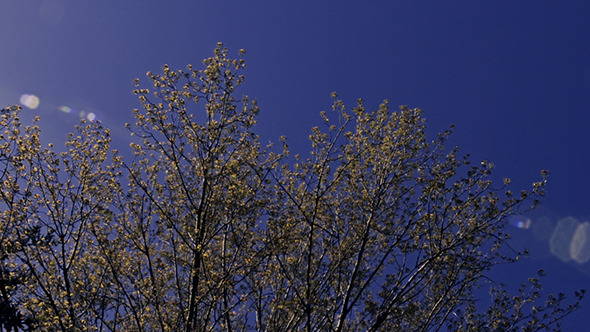 Tree in the Wind