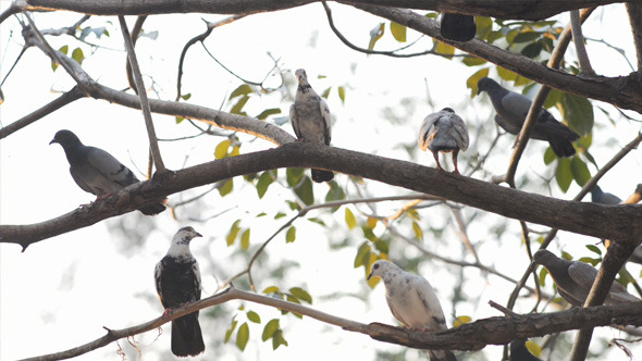 Pigeons on Tree