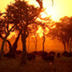 Buffalo Herd on African Sunset - VideoHive Item for Sale
