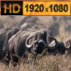 Lions Pride on Herd of Buffalo  - VideoHive Item for Sale