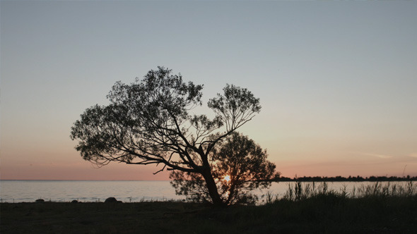 Sunset Timelapse Over Big Tree in Lake