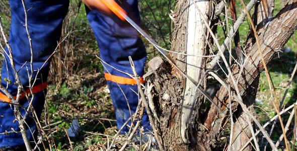 Man Working with Saw in the Woods