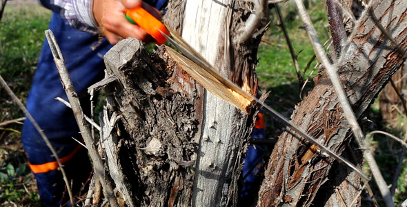 Cutting Down the Tree 