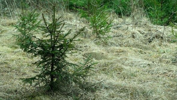 Young Spruce Swaying in the Wind