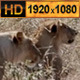 Lioness Looking for a Pride - VideoHive Item for Sale