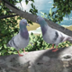 Doves on Tree Branch - VideoHive Item for Sale