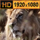 Big Lion in Savannah - VideoHive Item for Sale