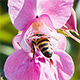 Bee on Blossom of a Flower - VideoHive Item for Sale