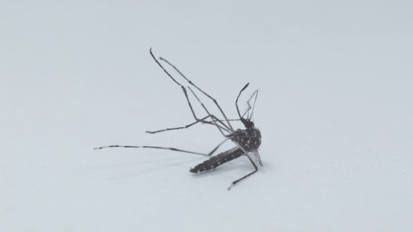 Mosquito