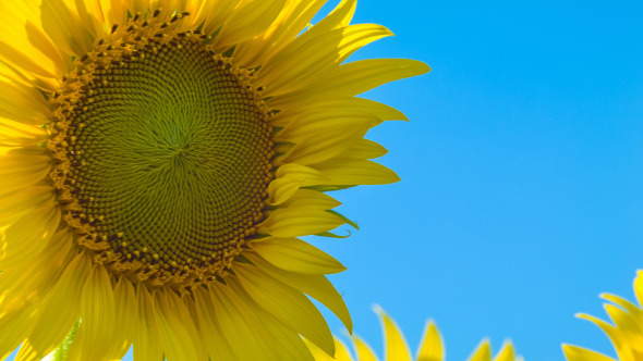 Sunflower On Blue Sky
