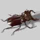 Stag beetle - 3DOcean Item for Sale