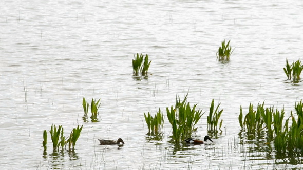 Ducks in Swamp