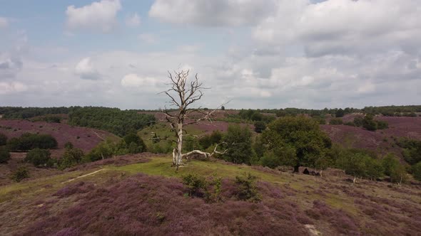 Purple blooming heathland at national park the Posbank in the Netherlands