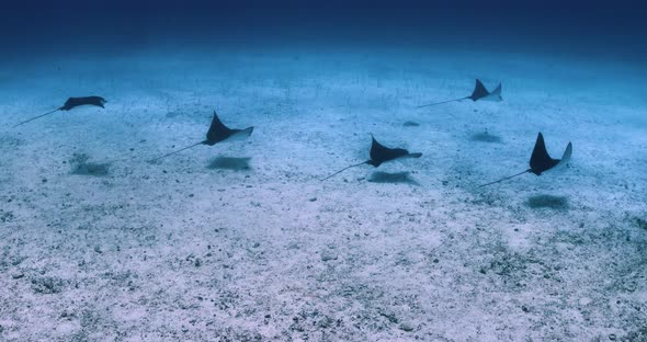 School of spotted rays in Vanuatu swimming on ocean floor