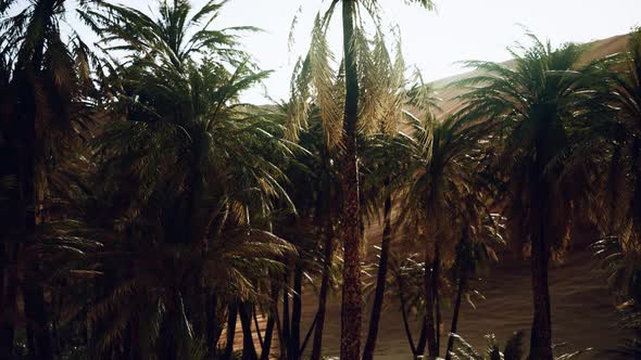 Palm Trees Inside the Dunes