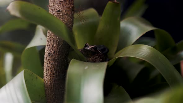 Close Up View Of Frogs Sitting And Hiding In Plants