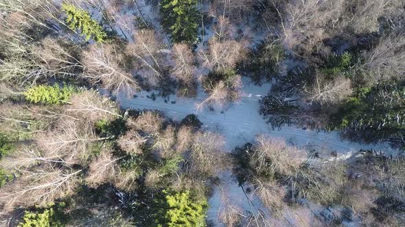 Winter Forest with Snowy Path, Aerial Shot