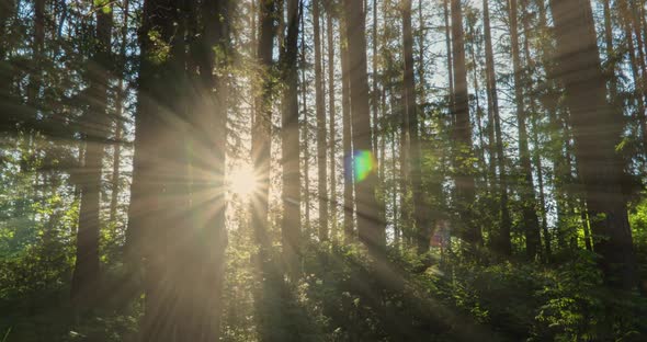 Green Forest. Pine Trees Fairy Forest. Trees Pattern. Camera Movement Inside the Forest. Wonderful