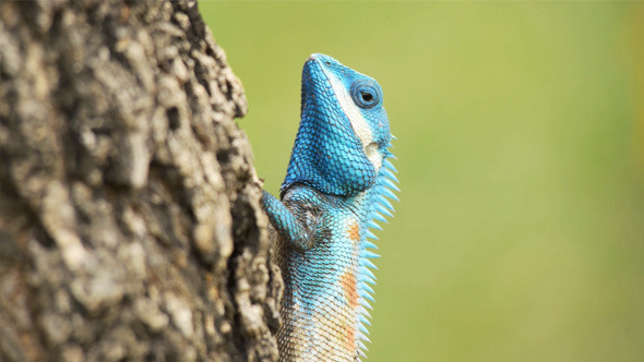 Big Blue Iguana on Tree in City Park