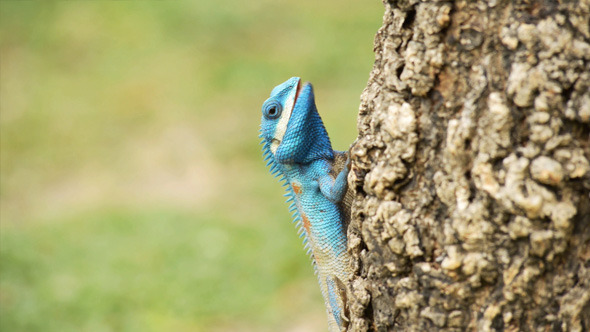 Blue Iguana Eat Ants on Tree