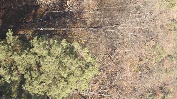 Vertical Video Autumn Forest with Trees in Ukraine Slow Motion