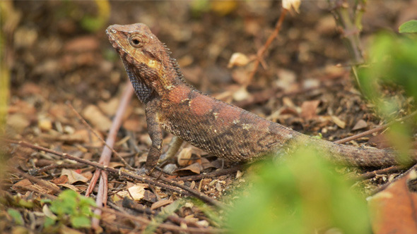 Brown Iguana Masking on Ground 