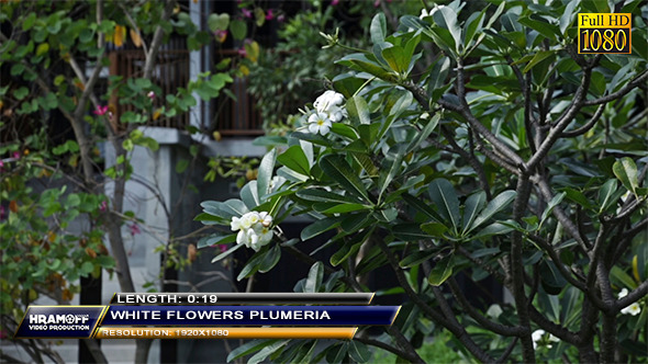 White Flowers Plumeria