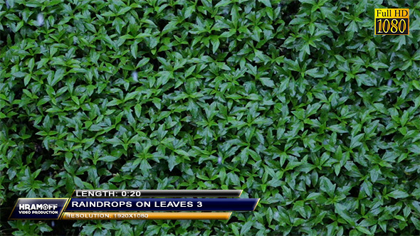 Raindrops On Leaves 3