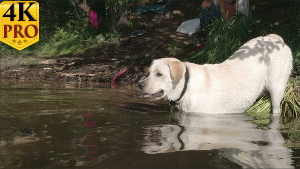 White Labrador Retriever Dipping on the Lake Water