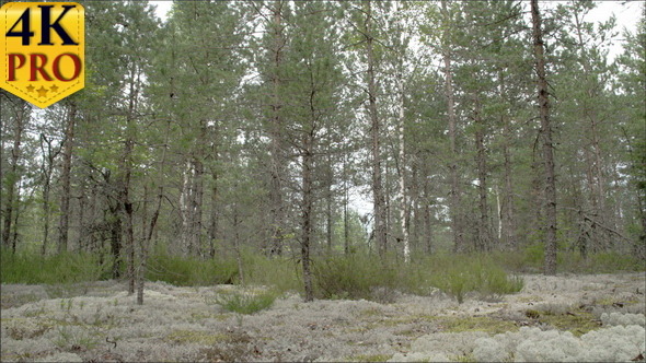 Tall Pine Trees Surrounding Lots of Cup Lichen 