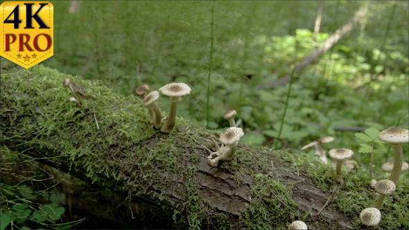 Sprouting White Mushrooms on the Mossy Trunk 