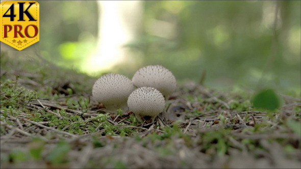 Three White Warted Puffball Mushroom in the Middle