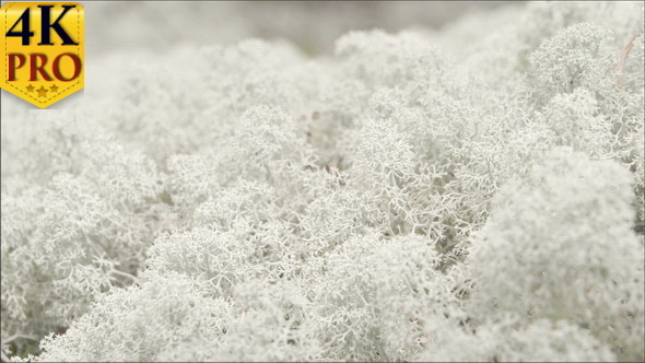 The Snow Flake Like Cladonia Stellaris