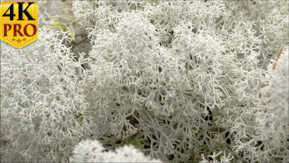 Closer Look of the Cladonia Stellaris with a Black