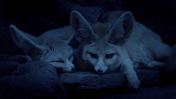 Desert Fox Couple In Cave