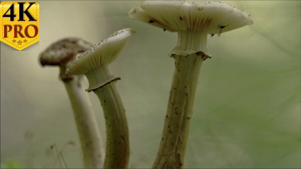 Closer Look of the Stalk of the White Mushroom