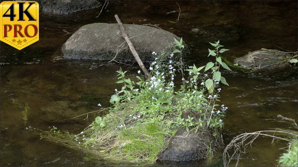 Plants Growing on the Rock in the Middle