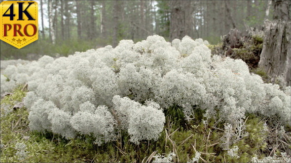 Lots of White Cup Lichens on the Forest  