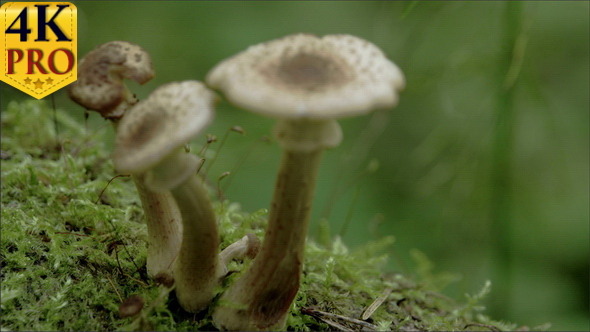 Three White Brown-Warted Mushrooms on the Mossy