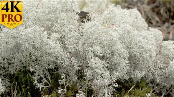 The Cotton Balls Like Cup Lichen Sprouting