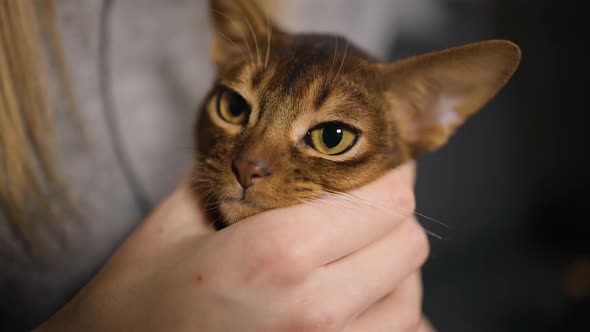 Female Hands Holding and Petting Abyssinian Cat's Head