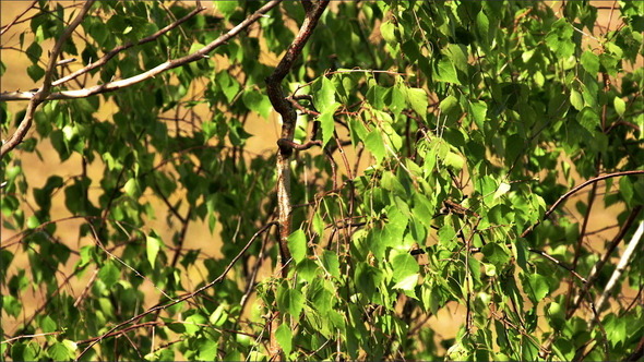 The Green Leaves of the Birch Tree
