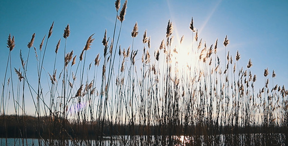 Reed Over Blue Sky with Sun 2