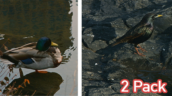 Birds in Central Park ( 2 Pack ) 