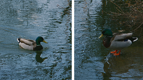 Duck Swimming in Central Park Lake