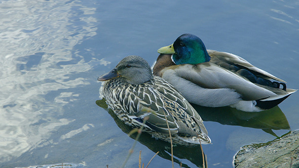 Ducks Sitting in Central Park Lake