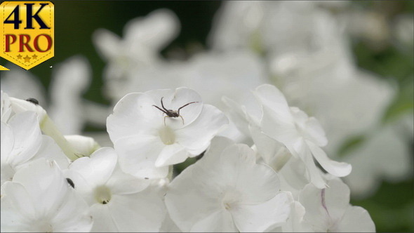Lots of White Flowers with the Spider and Insects