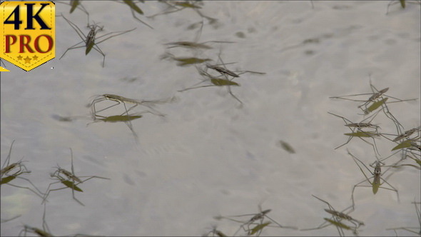 Lots of Water Striders Hopping and Playing  