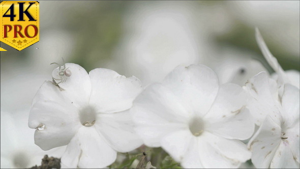 The Crab Spider Hunting on the White Flower 